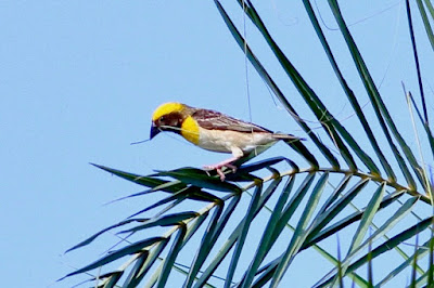 Baya Weaver