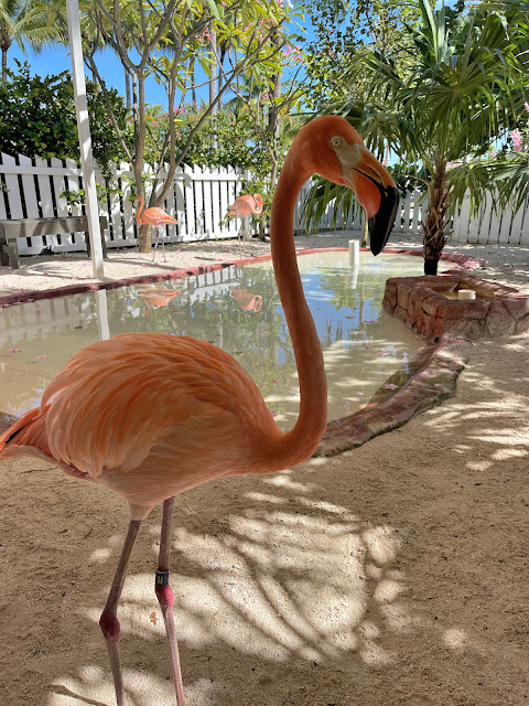 flamingo