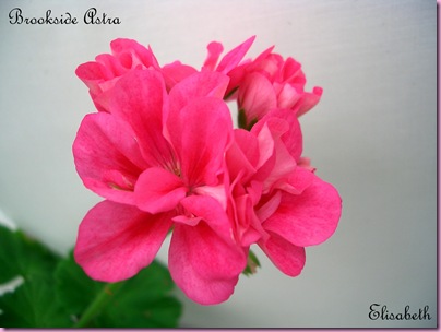Pelargoner 17 juli 09 043