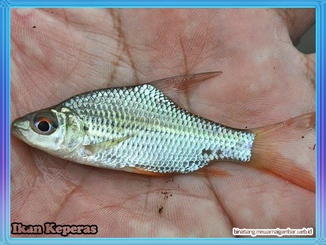 Nama Nama Ikan  Air Tawar