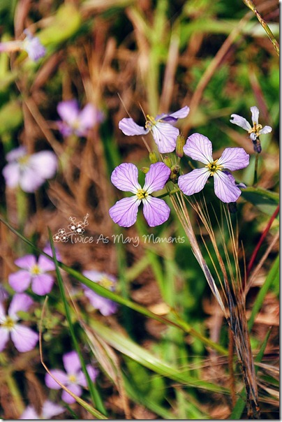 DSC_5149_edit_springmel_wm