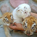 Nacen cuatro tigres de bengala en el zoológico de Chilpancingo