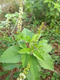 Tulsi,Facepack for Pimples and Anti Aging, Skin