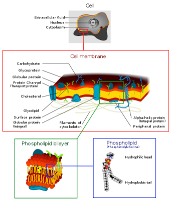 cell membrane structure. The cell membrane is composed