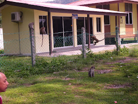 monyet, Teluk Batik, Lumut, Perak 