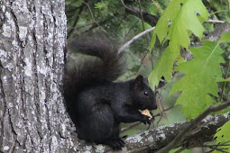 Black squirrels in Michigan popping up in more places