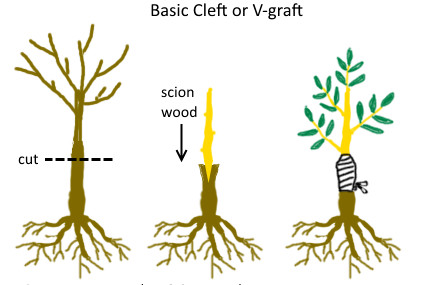 perkembangbiakan vegetatif sambung Grafting
