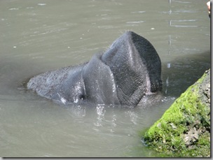 Manatee5