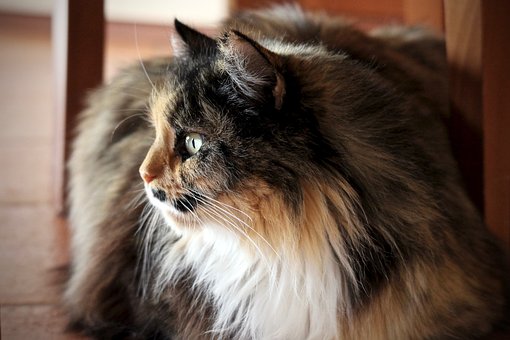 Kucing Persia Imut