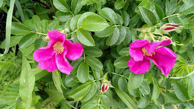 ocean side pink flowers