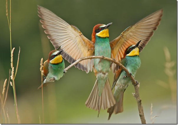 animales divertidos migallinero (5)