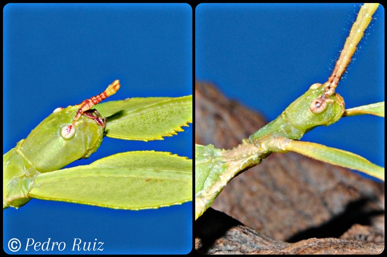 Detalle de la cabeza de una hembra y un macho de Phyllium philippinicum