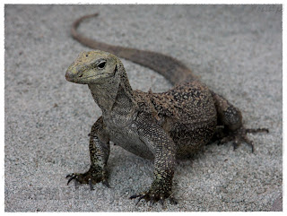  Gambar  Biawak Dunia Binatang