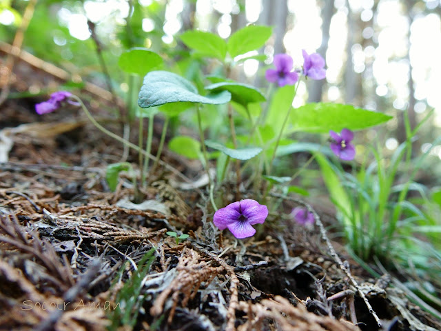 Viola phalacrocarpa