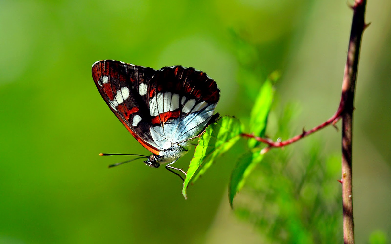 Butterfly_on_Green_Leaf_HD_Wallpaper Vvallpaper