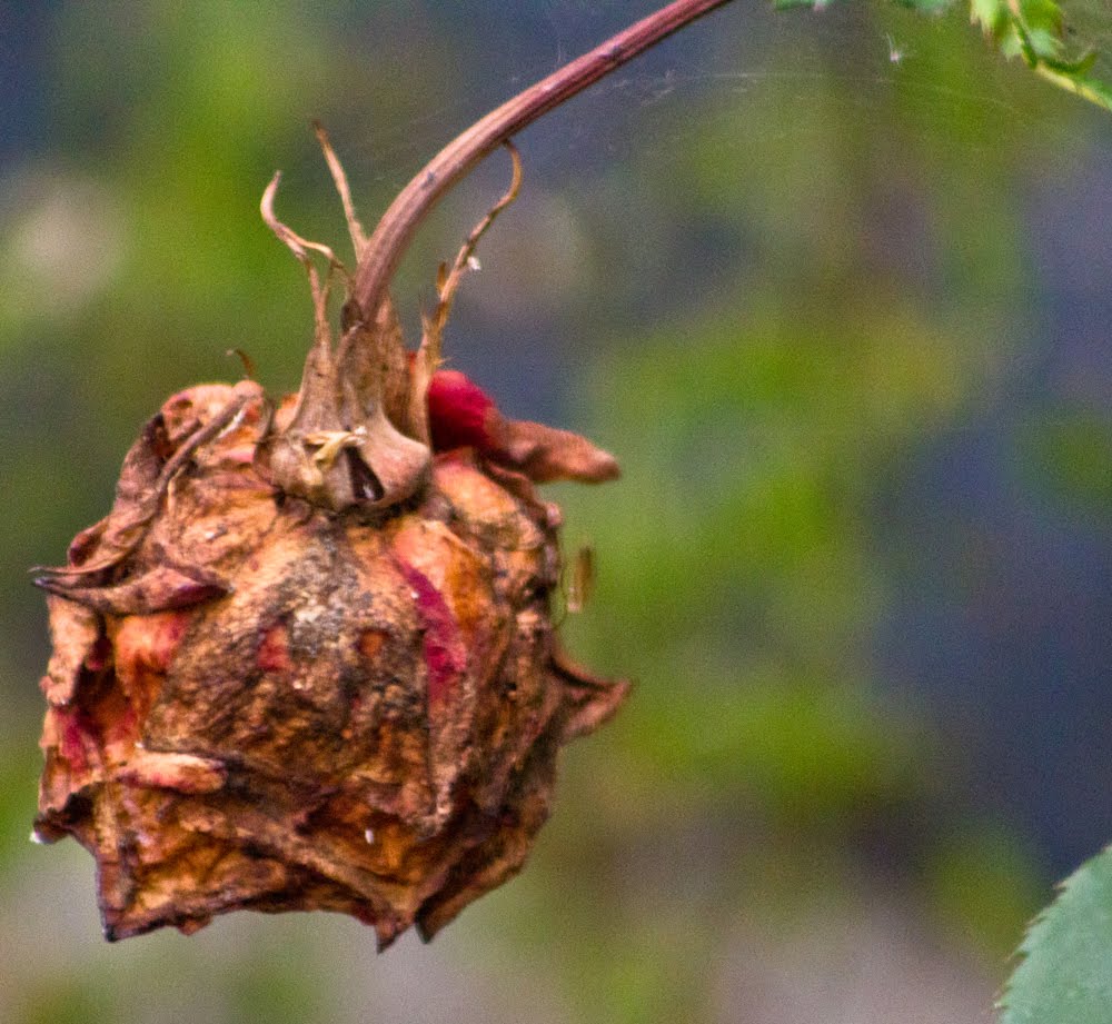 42/365 Dead Rose