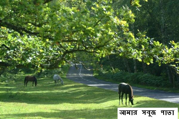 আমার সবুজ পাতা
