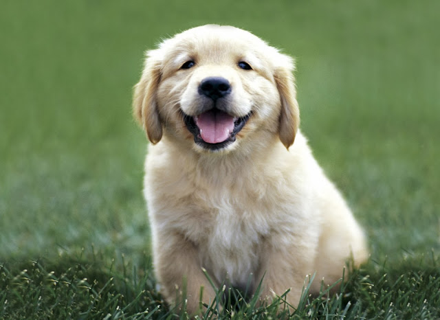 Cute Golden Retriever Puppies Sleeping