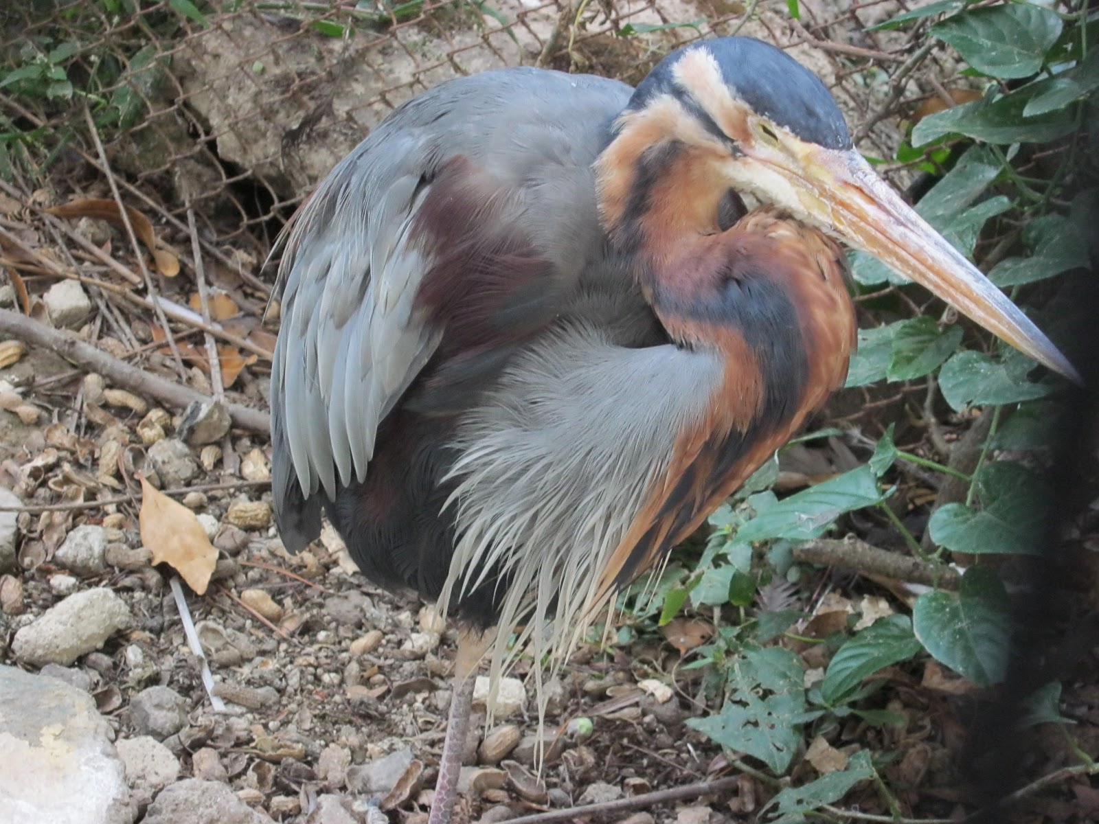  Fauna Asiatis  Media Pembelajaran Geografi