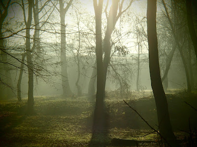 park w Krakowie, grudniowy poranek, spacer w parku, zimówka aksamitnotrzonowa, płomiennica zimowa, Flamulina velutipes, bocznik ostrygowaty, Pleurotus ostreatus