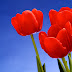 Red Tulips Desktop Wallpapers