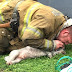 Firefighter Brings Dog Back To Life After 20 Minutes Of CPR