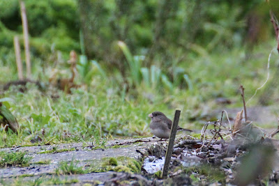 Grize Junko - Grijze Junco - Junco hyemalis