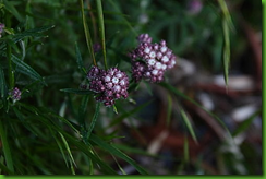 mht243A(1)