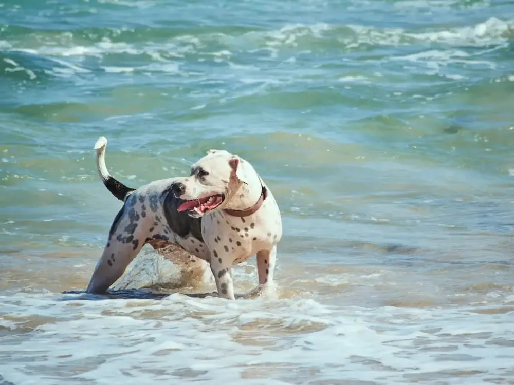 ماذا يحدث إذا شرب كلبك ماء البحر؟