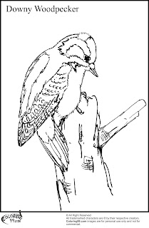 downy woodpecker coloring pages