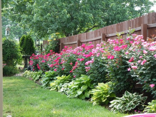 landscape ideas for front of house low maintenance Knockout Roses and Hostas | 550 x 412