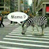 Mamá Zebra