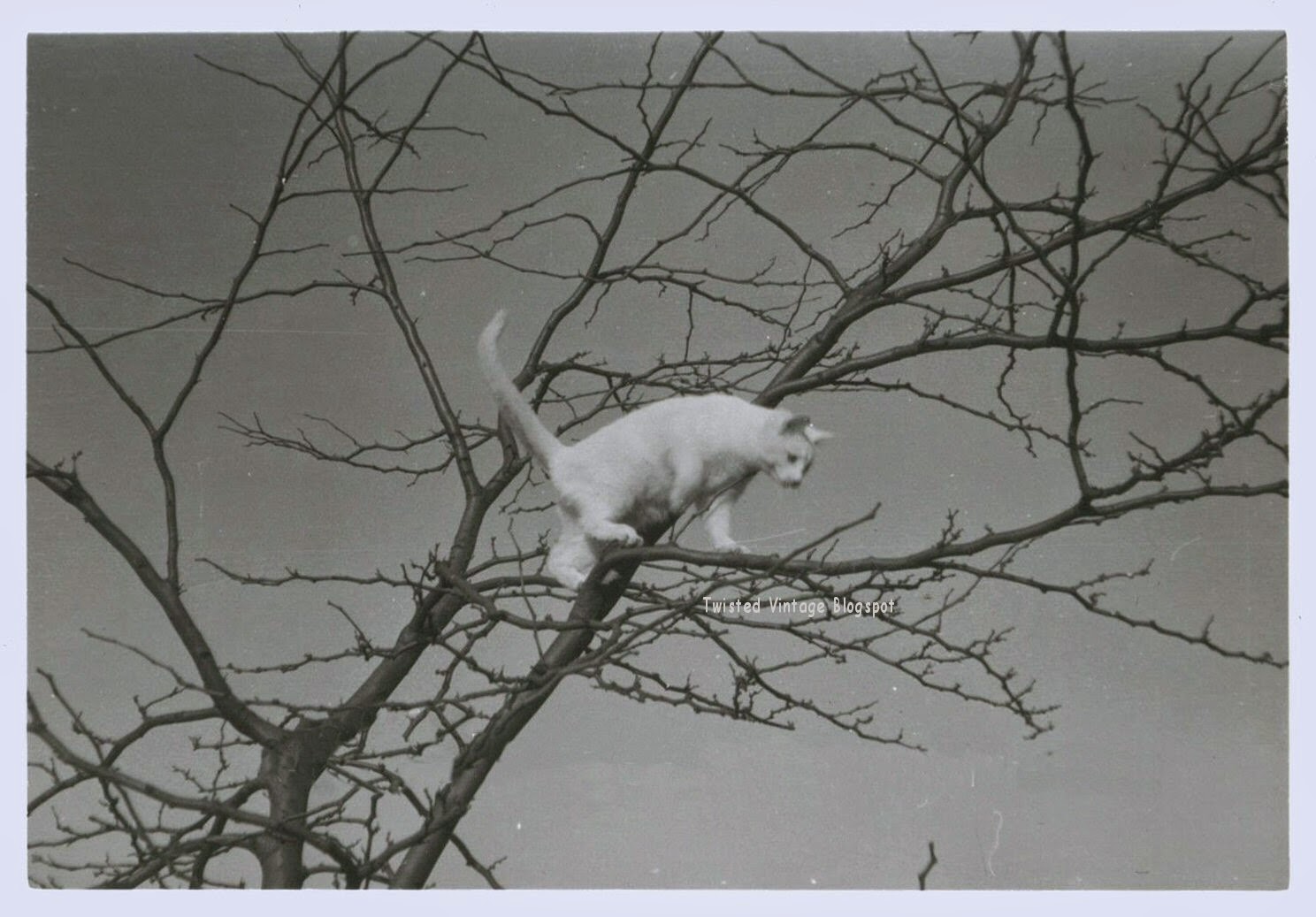 Cat In A Tree