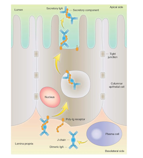 IgA secretion at the mucosal surface