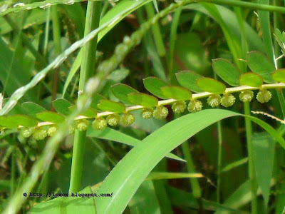 Chamber Bitter - Phyllanthus urinaria