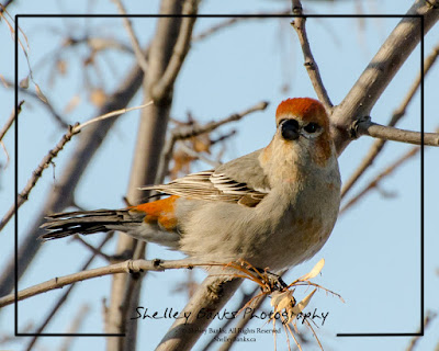 Pine Grosbeak. © Copyright Shelley Banks, all rights reserved. 