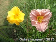 split screen (2)