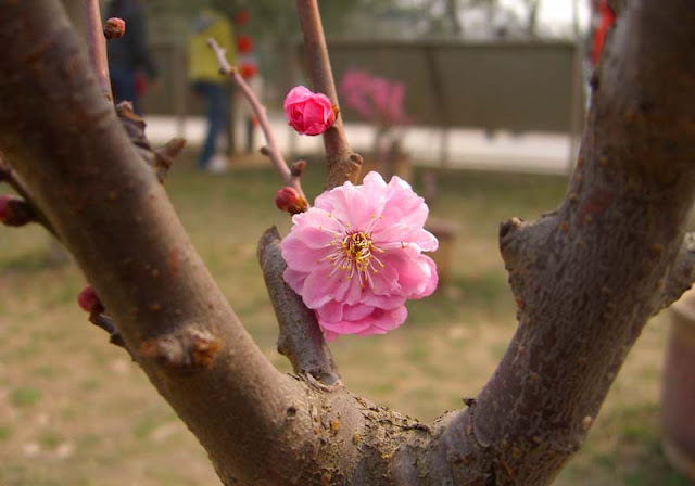 Plum Flowers