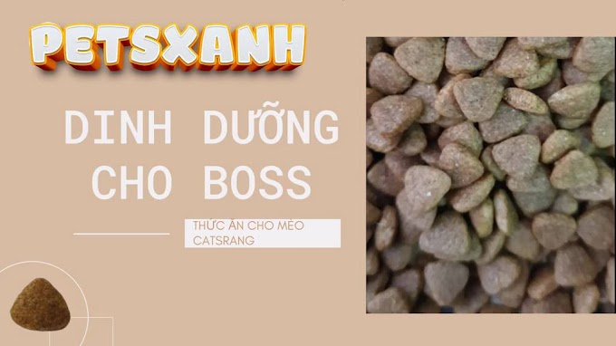 [ petsxanh ] Thức ăn hạt cho mèo mọi lứa tuổi Catsrang all age - Bịch Nguyên 400g và 2Kg