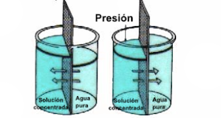 osmosis para los bonsais