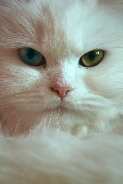  Odd  Eye  pada Kucing  SX6 Blog