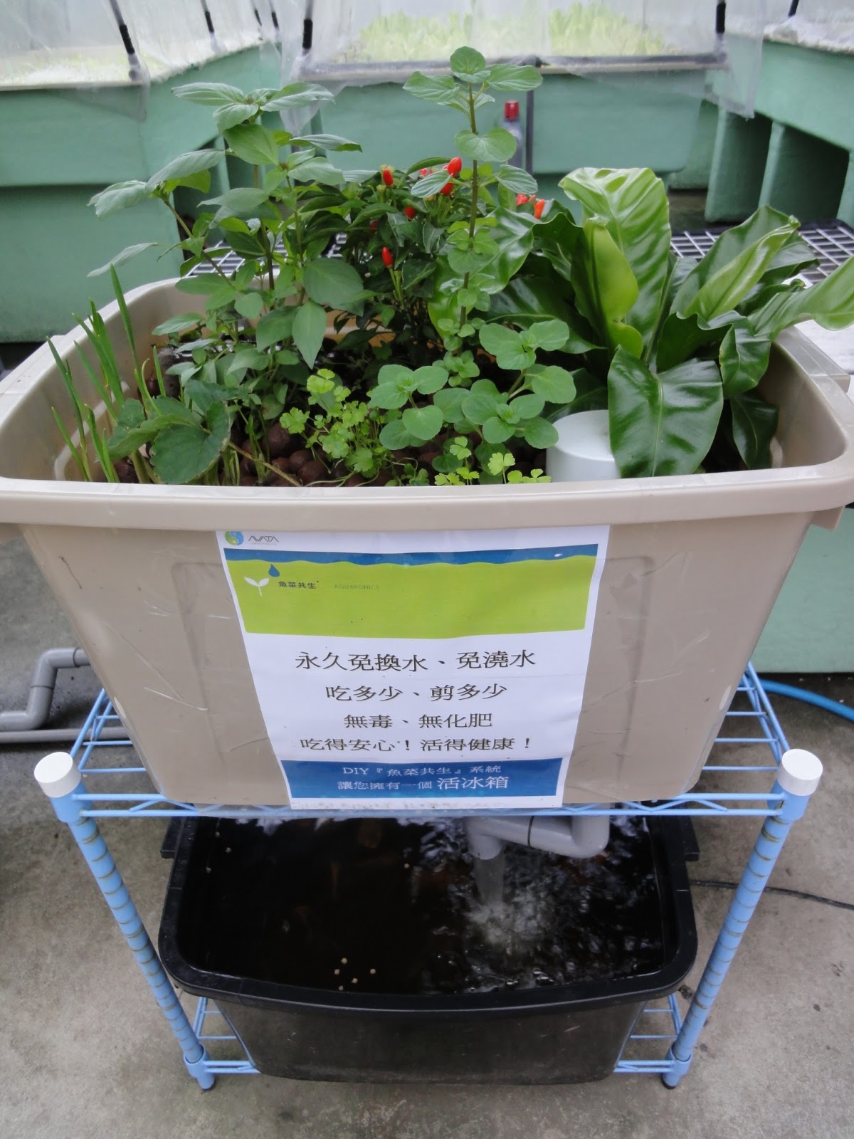 AVATA魚菜共生/Aquaponics Taiwan: 七月份「魚菜共生」訓練課程