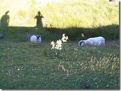 Sheep on Isle of Skye