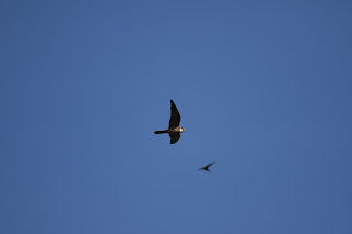 2cy Hobby and Common Swift