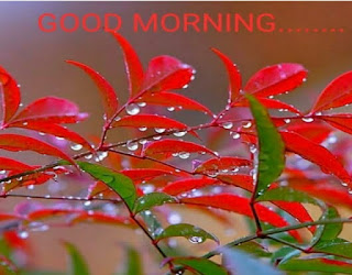 Red & Green Leafs Morning Download.jpg