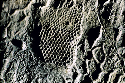 Paleodictyon-Nodosum-burrow-fossil