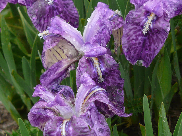 Iris kemaonensis