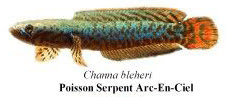 Poisonn Serpent Arc-En-Ciel