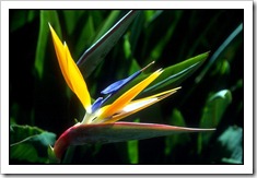 birds of paradise