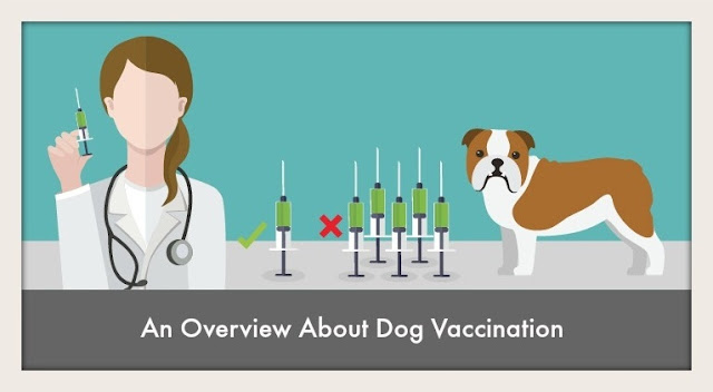 An Overview About Dog Vaccination